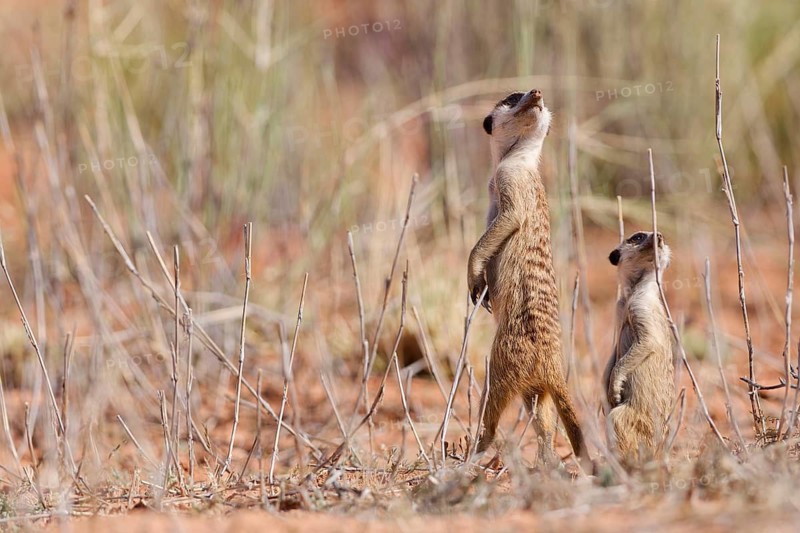 Meerkats (Suricata suricatta), adult and young suricate, standing upright, on the lookout, alert, Kgalagadi Transfrontier Park, Northern Cape, South Africa