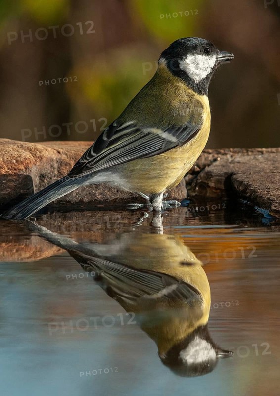 Great tit, great tit, parus major, bath, bird bath, birds, high size, portrait format, tits, passeri, songbirds, tits, drinking water, birdbath, birds, watering place