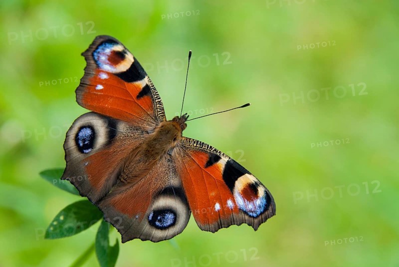 Aglais io, Inachis io, Nymphalis io, peacock butterfly, butterfly, insects, butterfly, butterflies, butterflies