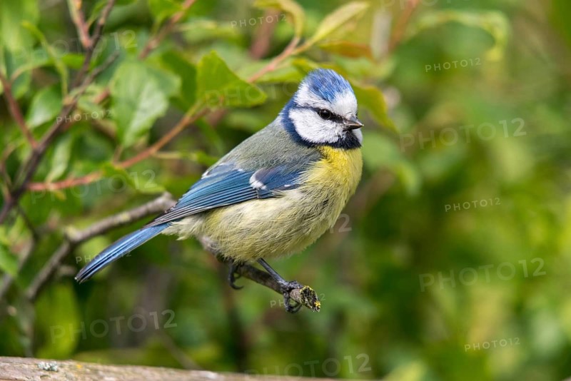 Blue tit, parus caeruleus, birds, tits, passeri, songbirds, songbirds, tits, birds