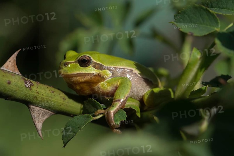 European tree frog, hyla arborea, tree frog, amphibians, amphibians, amphibians