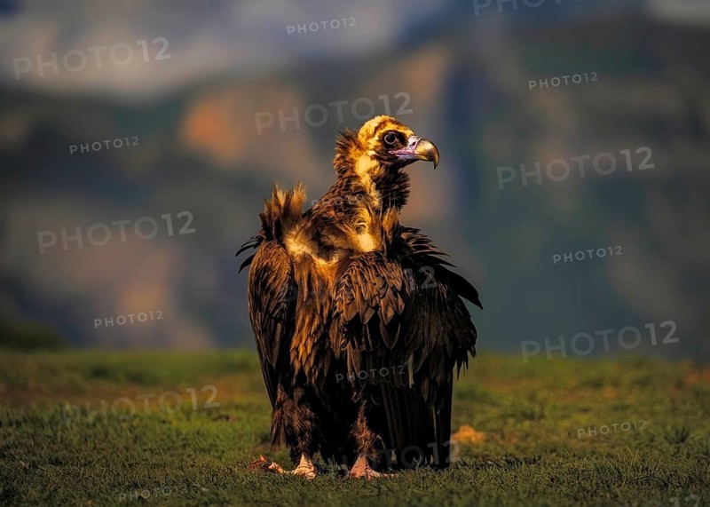 Black vulture (Aegypius monachus) on the ground on a grassy area, in the background the mountain landscape of the province of Lleida