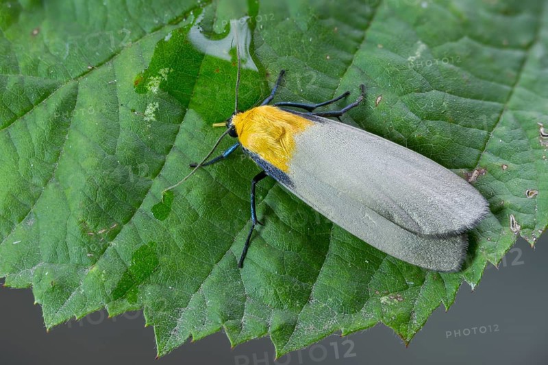 Four-spotted footman, large lichen bear, lithosia quadra, oeonistis quadra, four-spotted lichens, insects, moths, moths, butterflies