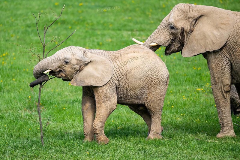 African bush elephant (Loxodonta africana) mother with calf (youngster) standing on a meadow, captive, distribution Afrika