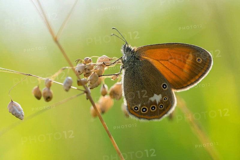 Coenonympha arcania, pearly heath, peargrass moth, white-coined meadowbird, butterfly, insects, butterfly, butterflies