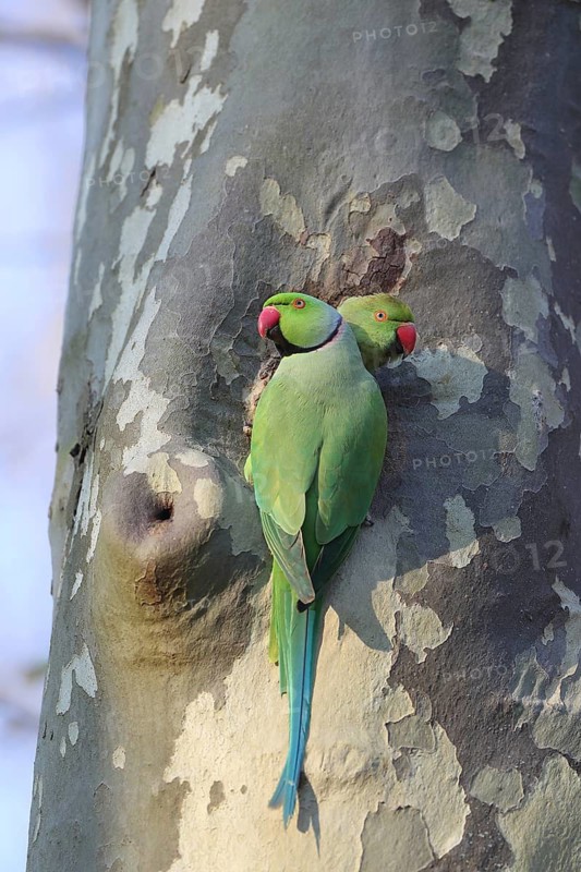 Two green parrots are perched close together on a tree trunk with uneven bark: a rose-ringed parakeet (Psittacula krameri), adult, nesting hole, Luisenpark, Mannheim, Baden-Württemberg, Germany