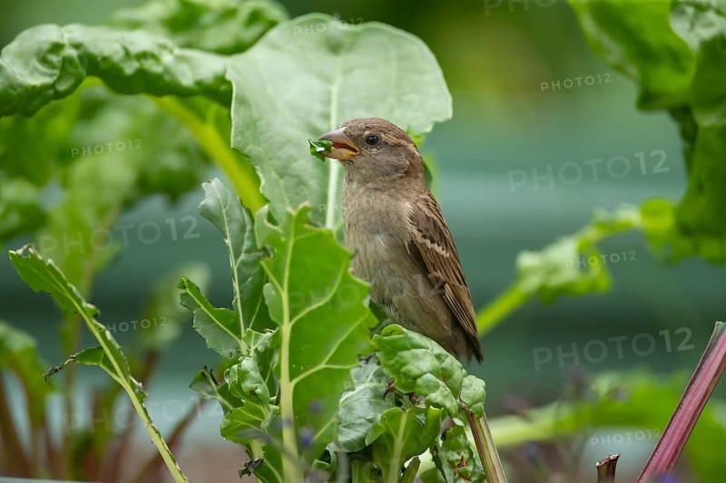 House sparrow (Passer domesticus) adult female bird feeding on a garden Swiss chard vegetable plant leaf, Suffolk, England, United Kingdom