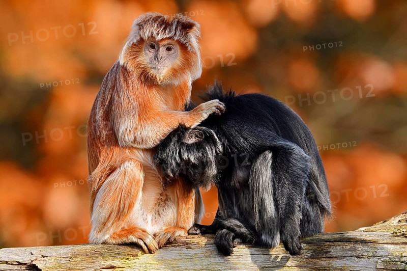Javan lutung (Trachypithecus auratus) engaging in mutual grooming, black and orange-brown colour variants, in captivity, found in Indonesia