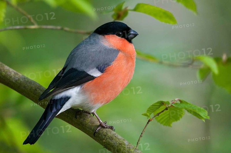 Bullfinch, Bullfinch, Pyrrhula Pyrrhula, Birds, Bullfinch, Male, Passeri, Songbirds, Birds