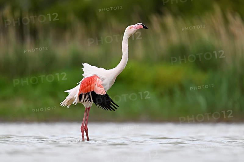 Pink flamingo (Phoenicopterus roseus), preening its plumage, Camargue Regional Nature Park, southern France