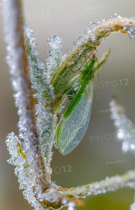 Chrysoperla carnea, lacewing, common lacewing, green lacewing, green lacewing, neuroptera, detail, ice crystals, frost, high size, portrait format, insects, cold, webwing, hoarfrost, rime, winter