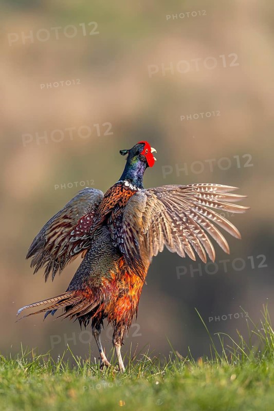 A pheasant cock (Phasianus colchicus) displaying in the morning sun, courtship ritual, courtship, mating season, colourful, vibrant, spring, April, Germany