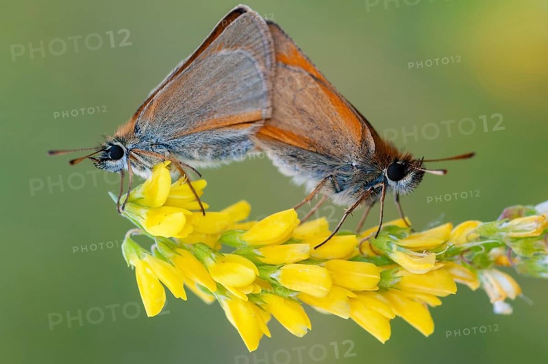 Essex skippe, European skipper, black-winged brown thick-headed butterfly, thymelicus lineola, butterfly, couple, thick-headed butterfly, high size, portrait format, insects, copula, mating, couple, mating, mating, mating, mating, mating, butterfly, butterflies