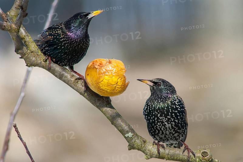 Starling, Sturnus vulgaris, Birds, Garden, Garden, Passeri, Songbirds, Birds
