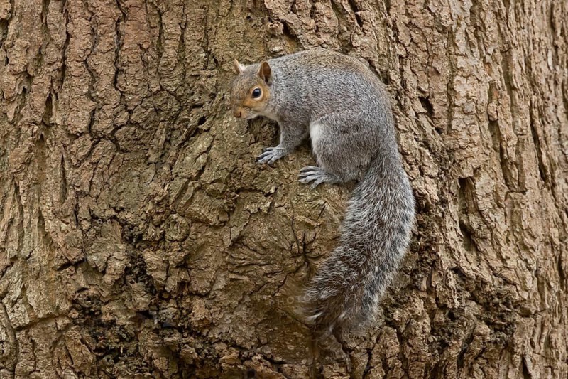 Grey squirrel (Sciurus carolinensis) adult animal on a tree trunk in a woodland, England, United Kingdom