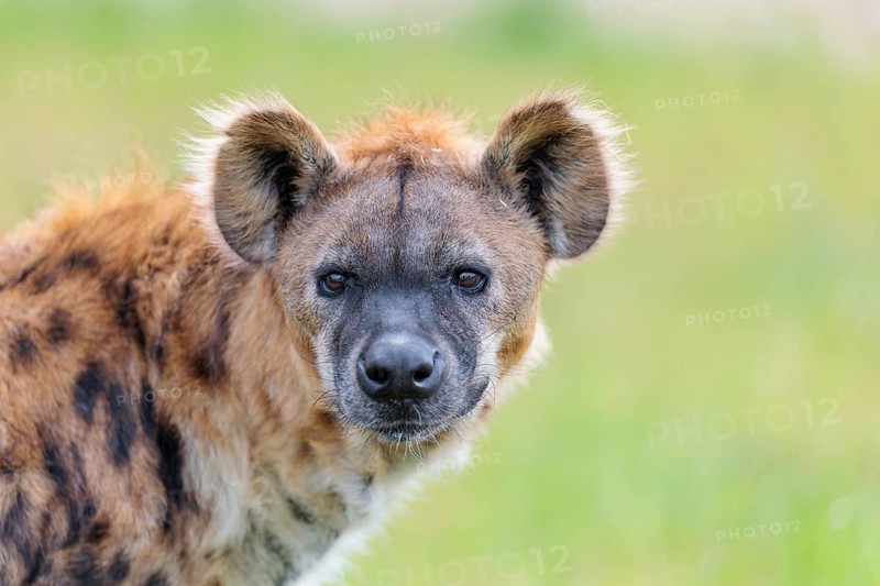 Portrait of A fully grown female Spotted Hyena (Crocuta crocuta. Ethiopia, Kenya, Tanzania, Botswana, Namibia, South Africa