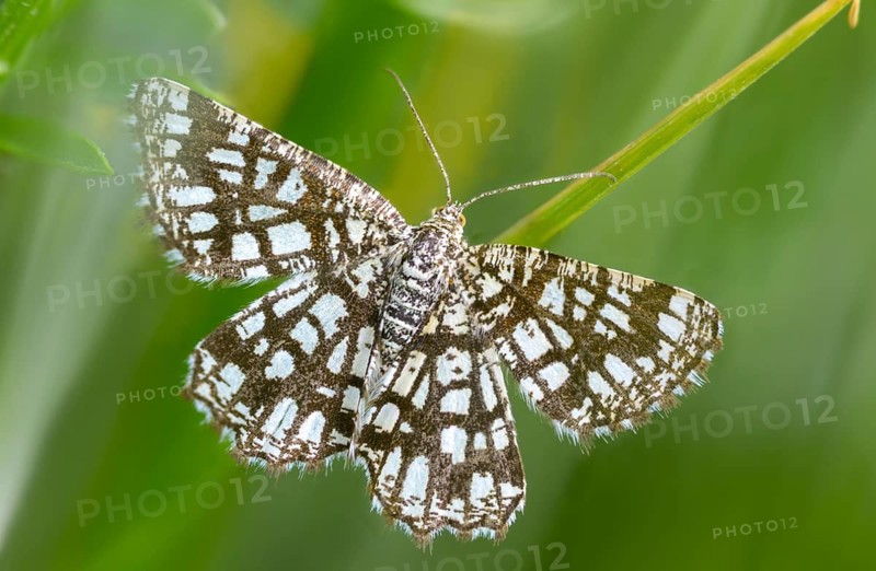 Chiasmia clathrata, lattice tensioner, clover grass lattice string tensioner, latticed heath, insects, moths, moths, butterflies