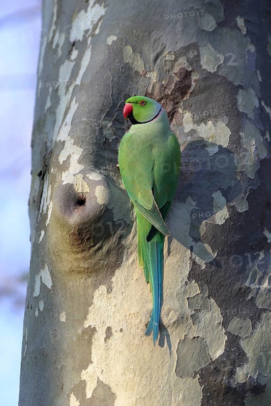A solitary parrot perched against a tree with patterned bark: a ring-necked parakeet (Psittacula krameri), adult, nesting cavity, Luisenpark, Mannheim, Baden-Württemberg, Germany