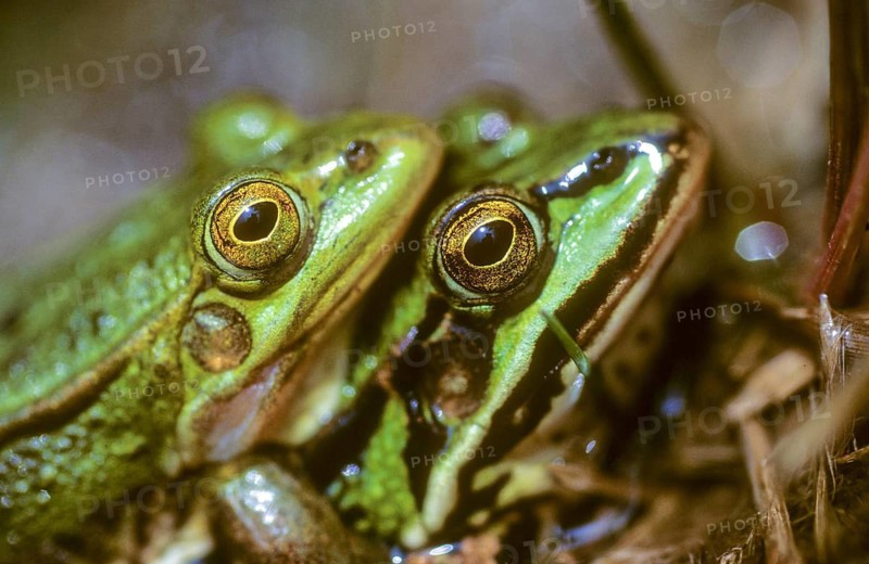 Small water frog, pelophylax lessonae, pool frog, rana lessonae, amphibians, amphibians, frog, amphibians, frog, amphibians, mating, mating