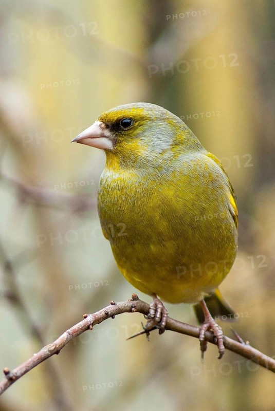 Carduelis chloris, chloris chloris, greenfinch, greenfinch, birds, high size, portrait format, passeri, songbirds, birds
