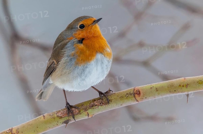 Erithacus rubecula, robin, robins, birds, passeri, songbirds, birds