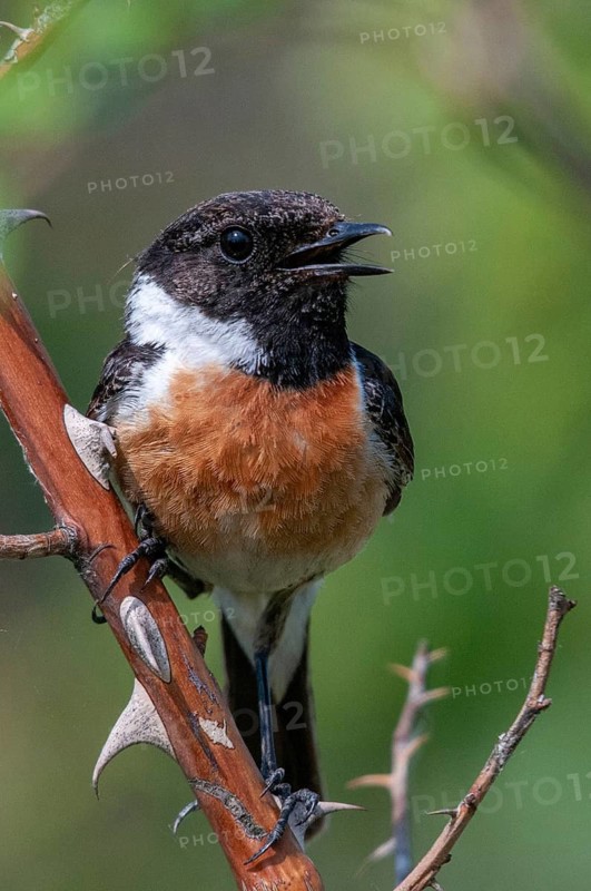 Brandenburg, Germany, Nabu, national natural heritage, natural paradise Grünhaus, saxicola torquata, black throat, stonechat, post-mining landscape, birds, song, green house, high size, portrait format, male, passeri, singing, songbirds, birds
