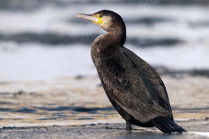 Black shag, cormorant, phalacrocorax carbo, birds, ice, immaturus, not sexually mature, pelecaniforms, oarpedes, snow, immature, birds, waterbirds, waterbirds, winter