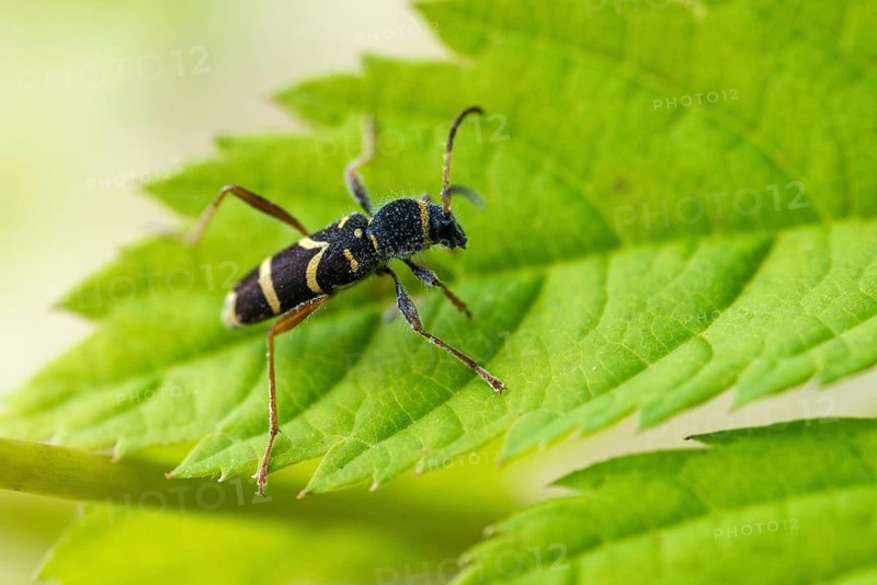 Clytus arietis, common ram ram, ram ram, beetle, longhorn, coleoptera, insects, insects, beetles, wasp beetle
