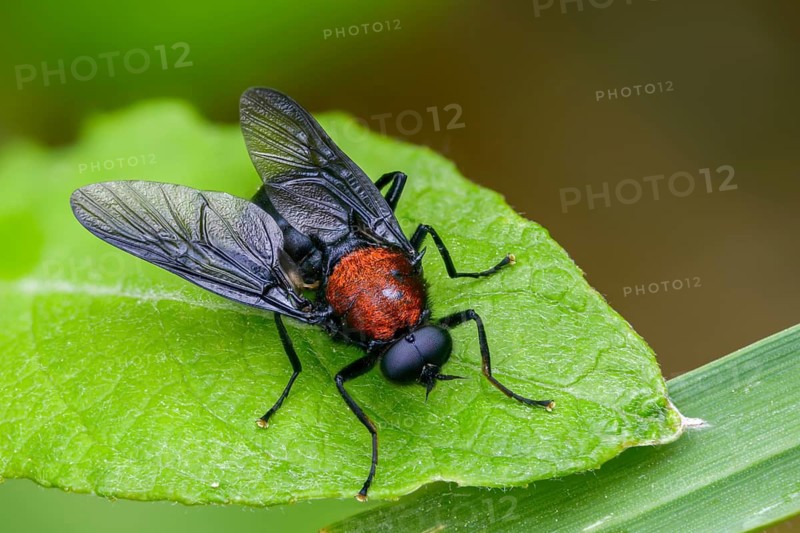 Clitellaria ephippium, red-backed soldier fly, redback gunfly, diptera, insects, two-winged