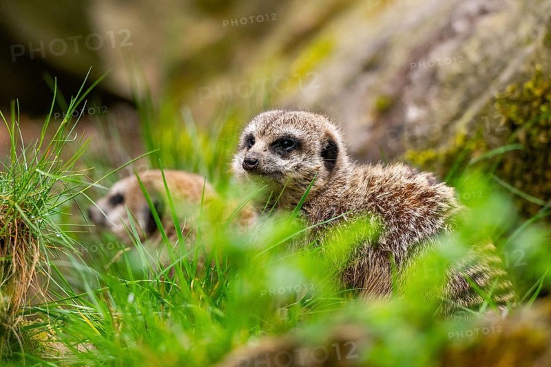 Meerkat (Suricata suricatta) in the grass, captive, occurrence Africa