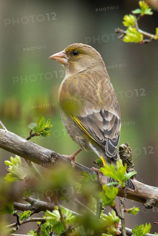 Carduelis chloris, chloris chloris, greenfinch, greenfinch, greenfinch, birds, high size, portrait format, passeri, songbirds, birds
