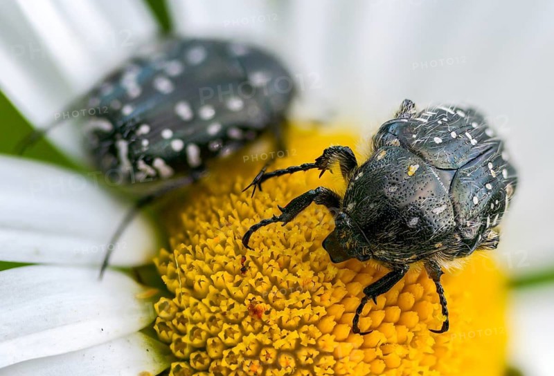 Bronze-green rose beetle, marbled rose chafer, marbled golden beetle, marbled rose beetle, protäa lugubris, rose beetle, beetle, insects, beetles