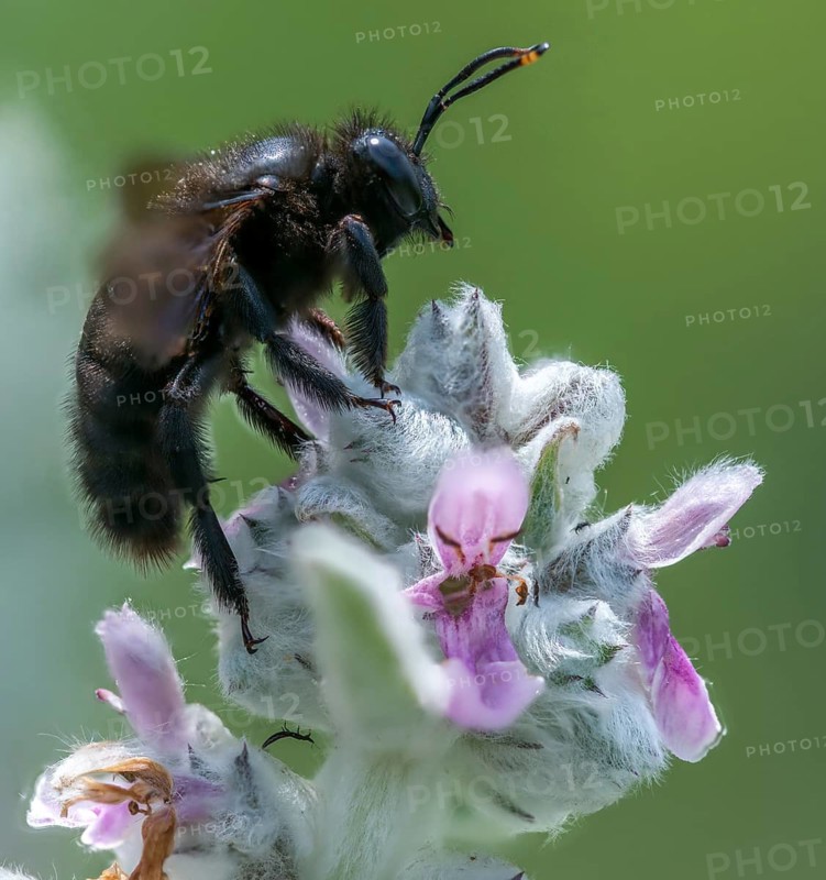 Apidae, bees, blue wood bee, large wood bee, hymenoptera, violet-winged wood bee, xylocopa violacea, insects, insects, violet carpenter bee