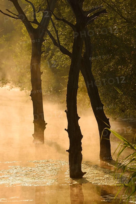 Dead trees in water at sunrise, North Rhine-Westphalia, Germany