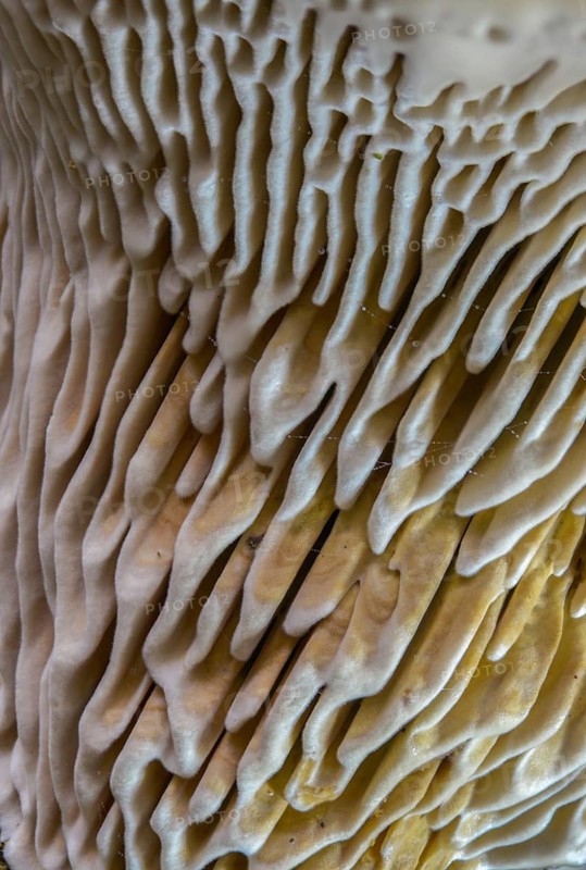 Beam Porling, Beam Leafing, Gloeophyllum Trabeum, Lenzites Trabea, Timber Gill Polypore, Trametes Trabea, Fungus, High Size, Portrait Format, Mushrooms