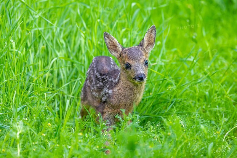 European roe deer (Capreolus capreolus), cute vulnerable fawn hidden in long grass in meadow, grassland in spring