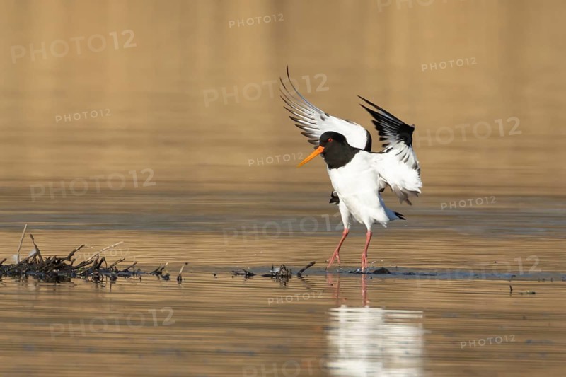 Eurasian oystercatcher (Haematopus ostralegus) adult wading bird in flight landing on the edge of a lake, England, United Kingdom