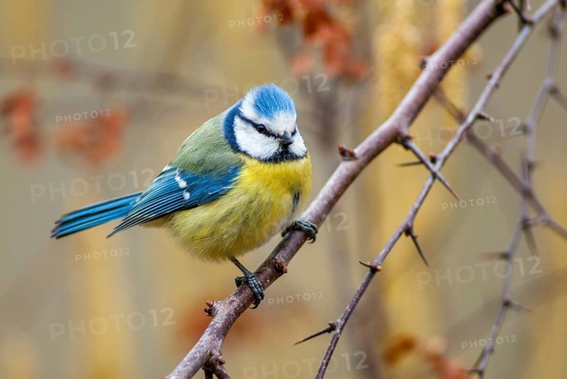 Blue tit, parus caeruleus, birds, tits, passeri, songbirds, songbirds, tits, birds