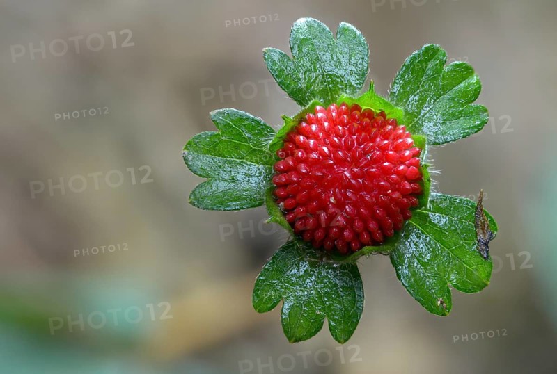 Duchesnea indica, false strawberry, Indian strawberry, Indian strawberry, Indian mock strawberry, Potentilla indica, ground strawberry cinqueflower, backyard strawberry, flora, mock strawberry, or false strawberry, plants, plants
