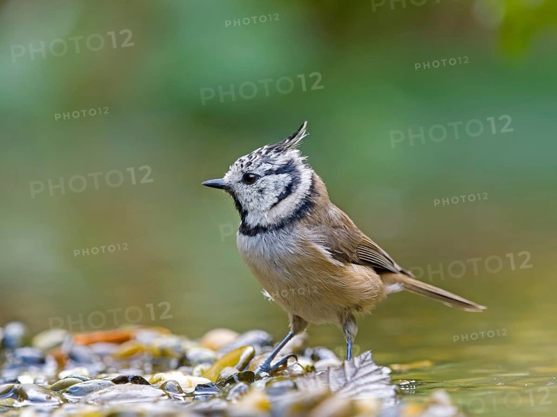 A crested tit (Parus cristatus) stands on a gravel bank in shallow water, Hesse, Germany