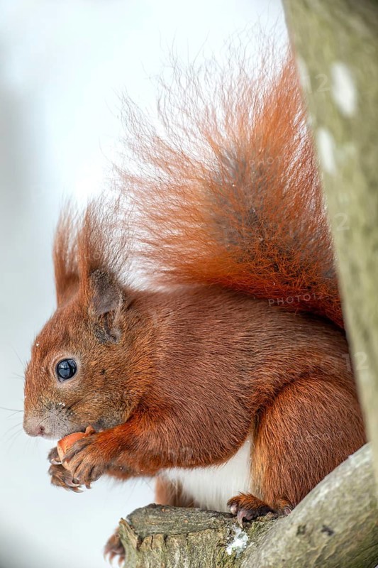 A squirrel (Sciurus vulgaris) eating a hazelnut on an exposed beech trunk, winter, snow, cold, sweet, cute, winter food, December, Germany