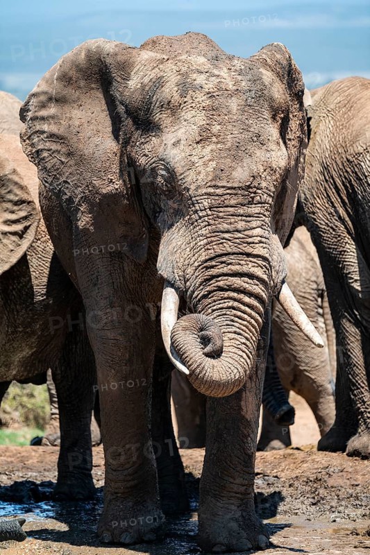 Funny curling of the trunk, African elephant (Loxodonta africana), Addo Elephant National Park, Eastern Cape, South Africa