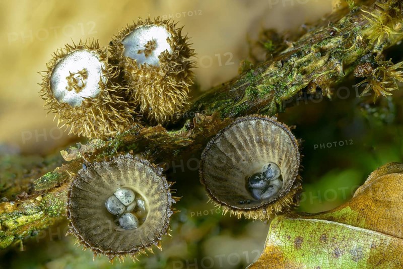 Cyathus hirsutus, cyathus striatus, striped expensive, sweetie, fluted bird's nest, fungi, fungus, mushrooms