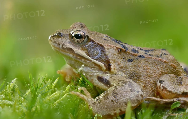 Common frog, common frog, rana temporaria, amphibians, amphibians, frog, frogs, amphibians