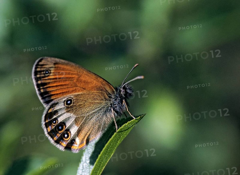 Coenonympha arcania, pearly heath, peargrass moth, white-coined meadowbird, butterfly, insects, butterfly, butterflies