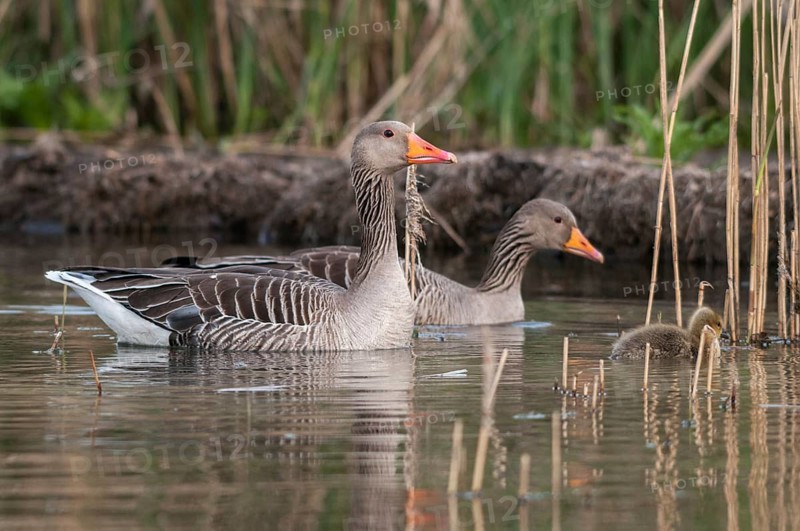 Anser Anser, Greylag or Graylag Goose, Grelag Goose, Anatidae, Birds, Duckbirds, Goose, Geese, Birds, Waterbirds