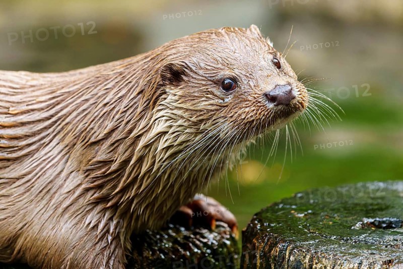 European otter (Lutra lutra) Germany, close-up of an otter with wet fur in its natural habitat