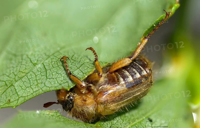 Amphimallon solstitiale, leaf horn beetle, curlew beetle, European June beetle, ribbed curlew, June beetle, scarabaeidae, beetle, coleoptera, insects, beetles, summer chafer