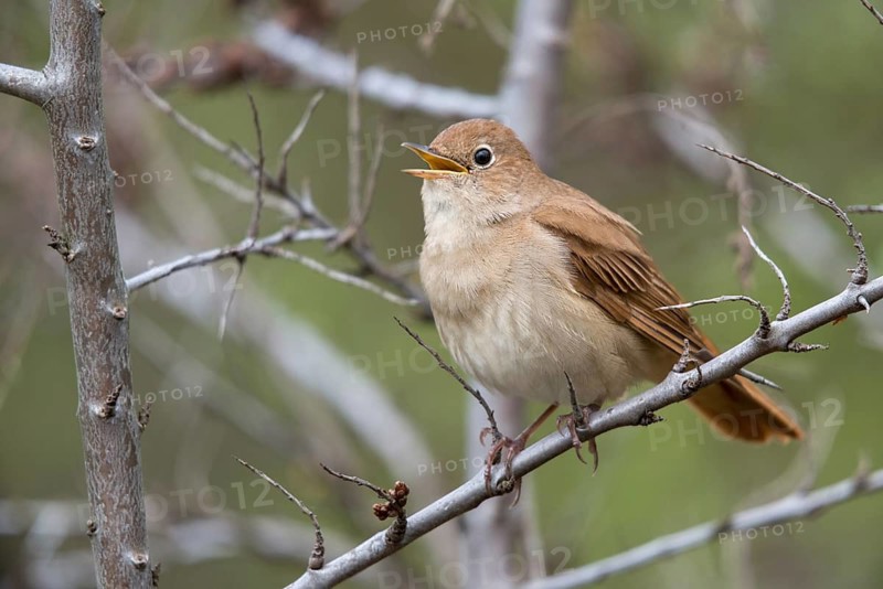 Brandenburg, Germany, Luscinia megarhynchos, Nabu project, nightingale, national natural heritage, natural paradise Grünhaus, nightingale, post-mining landscape, birds, greenhouse, passeri, songbirds, songbirds, birds