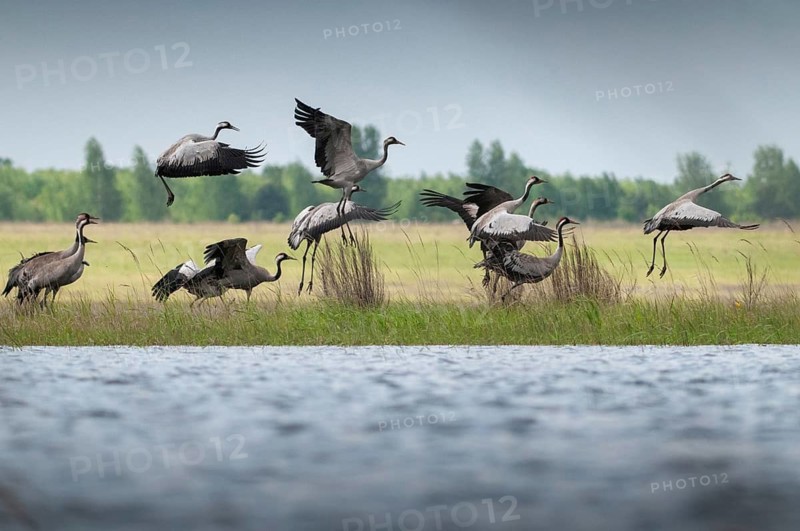 Brandenburg, Crane, Germany, Grus Grus, Crane, Nabu, national natural heritage, natural paradise Grünhaus, post-mining landscape, birds, flying, flight, gruidae, gruiformes, greenhouse, cranes, waitbirds, birds
